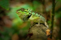 Lepojester mramorovany - Calotes emma - Emma Grays forest lizard o8565